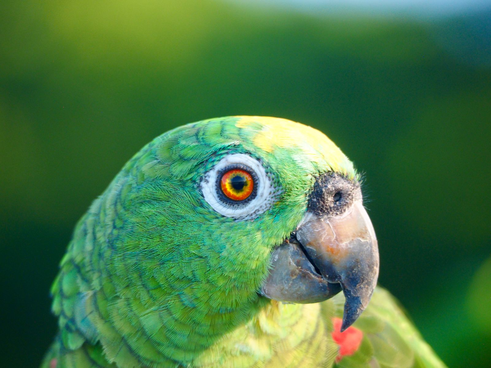 Shop Perch Pals toys and perches