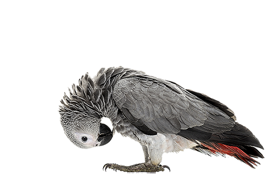 Parrot Preening