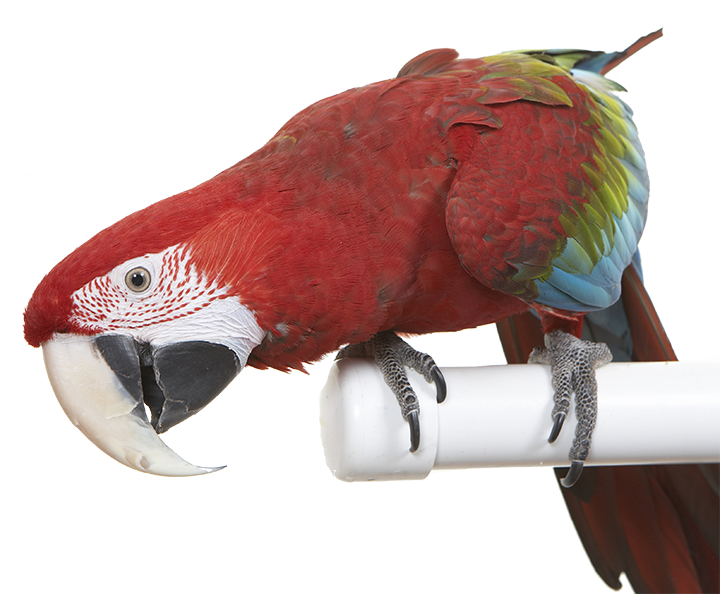 Macaw on a perch